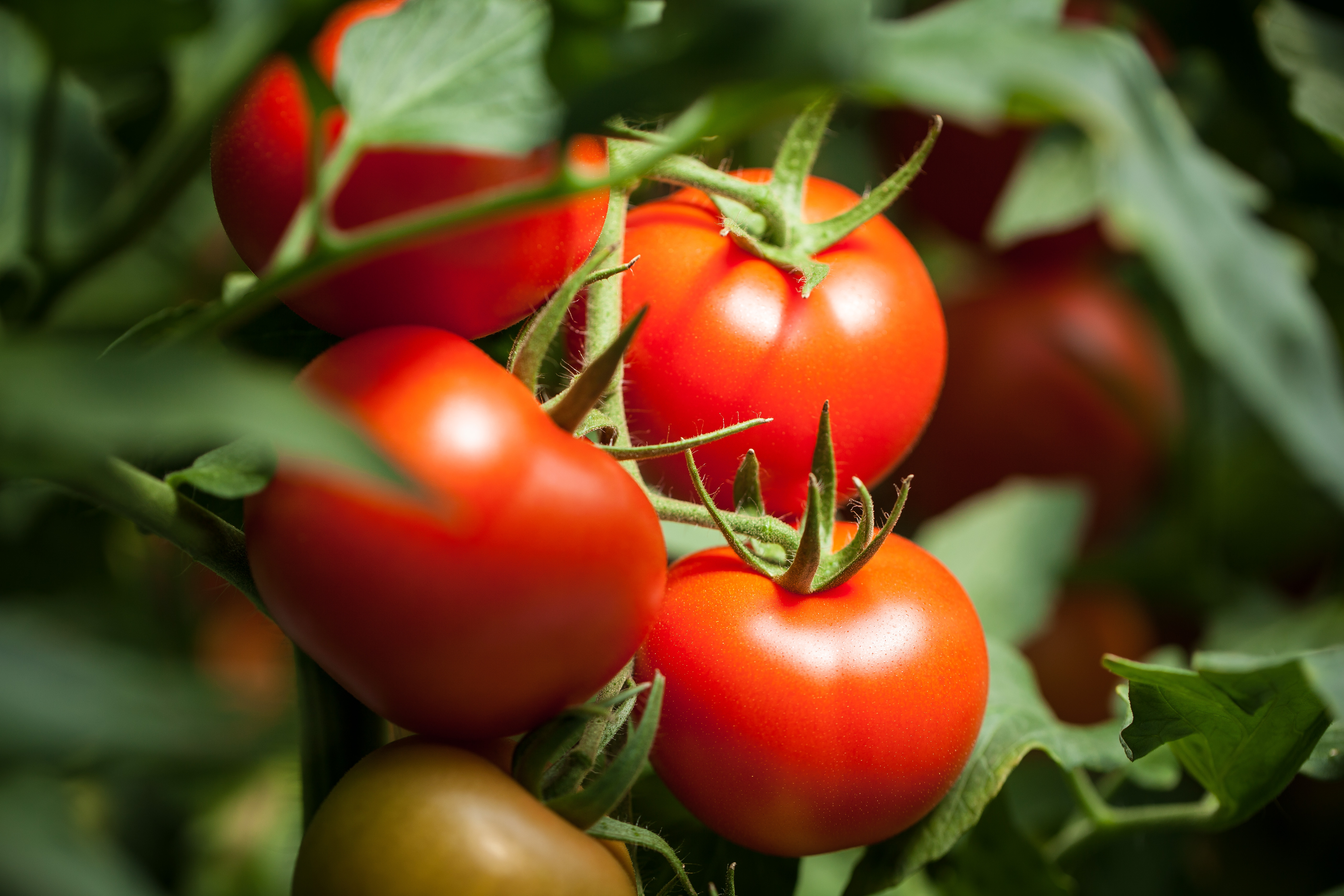 tomatoes